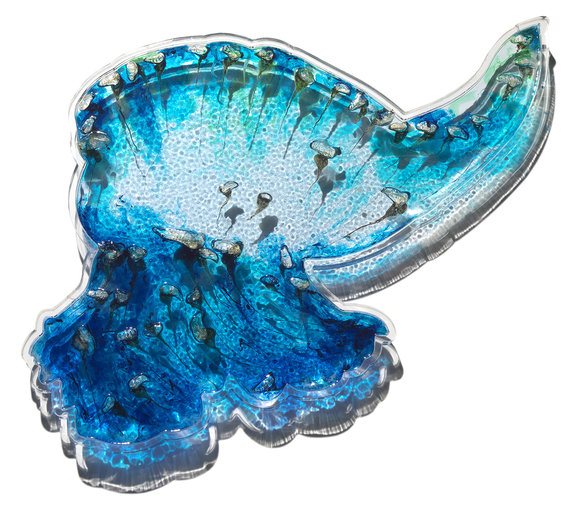 Washed Up (2), 2015. Bluebottles, pigment and phosphorescent powder in resin on perspex. 88 x 65cm.