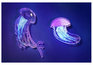 , <em>Translucent Jellyfish</em>, 2013 - Clear silicone breast implant, plastic and packaging plastic cast in resin on Perspex. 60 x 40cm.

<em>Purple Jellyfish</em>, 2013 - Silicone breast implant and packaging plastic cast in UV sensitive resin on Perspex. 37 x 23cm.
