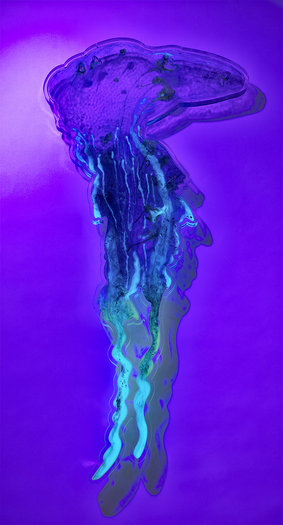 Blow In (2), 2015. Bluebottles, pigment and phosphorescent powder in resin on perspex. 112 x 52cm